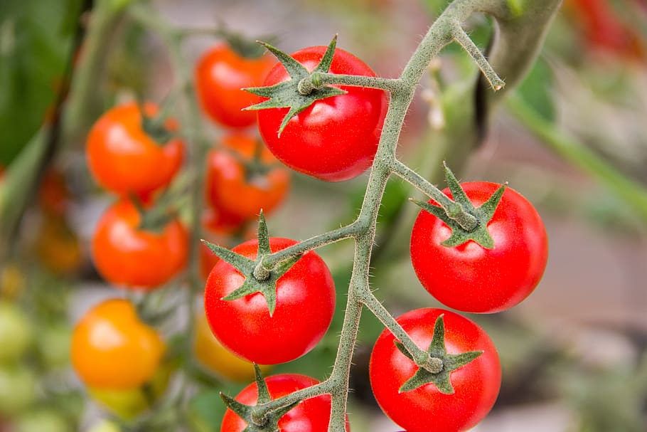 tomato, vegetables, ingredient, kitchen, salad, food, healthy HD wallpaper