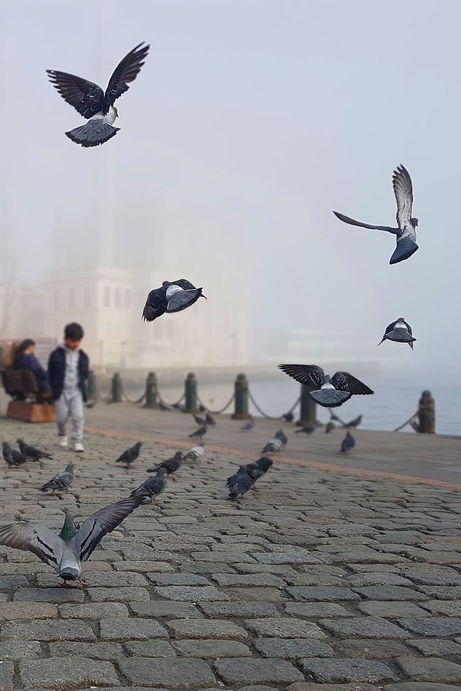 istanbul, pigeons, mosque, ortakoy, bosphorus, street, city