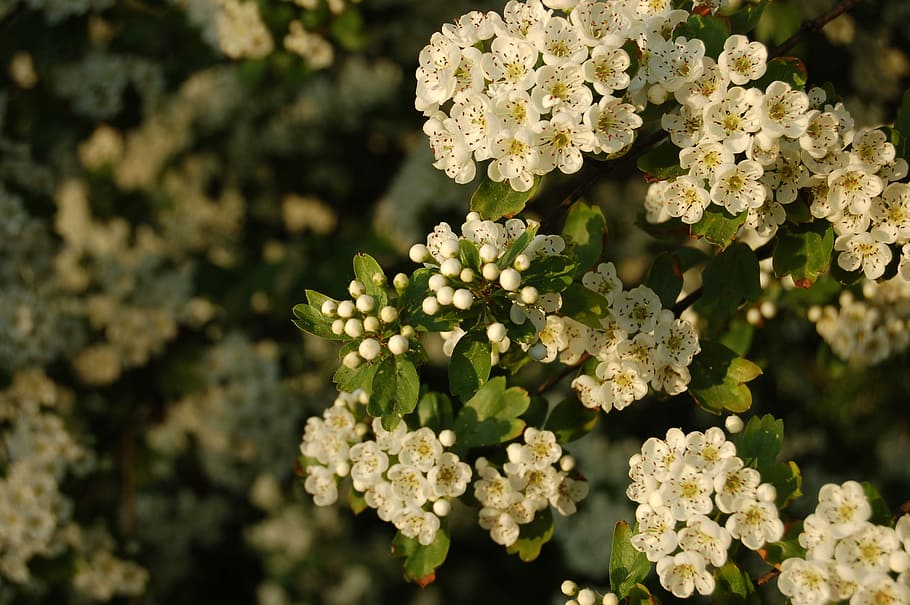 flower, nature, bloom, spring flowers, white flowers, flowering plant HD wallpaper