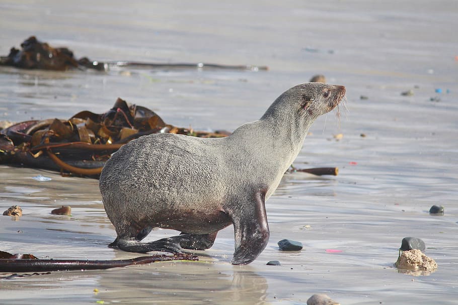 Seal, Robbe, Beach, Sea, Water, animal, seal - Animal, mammal, HD wallpaper
