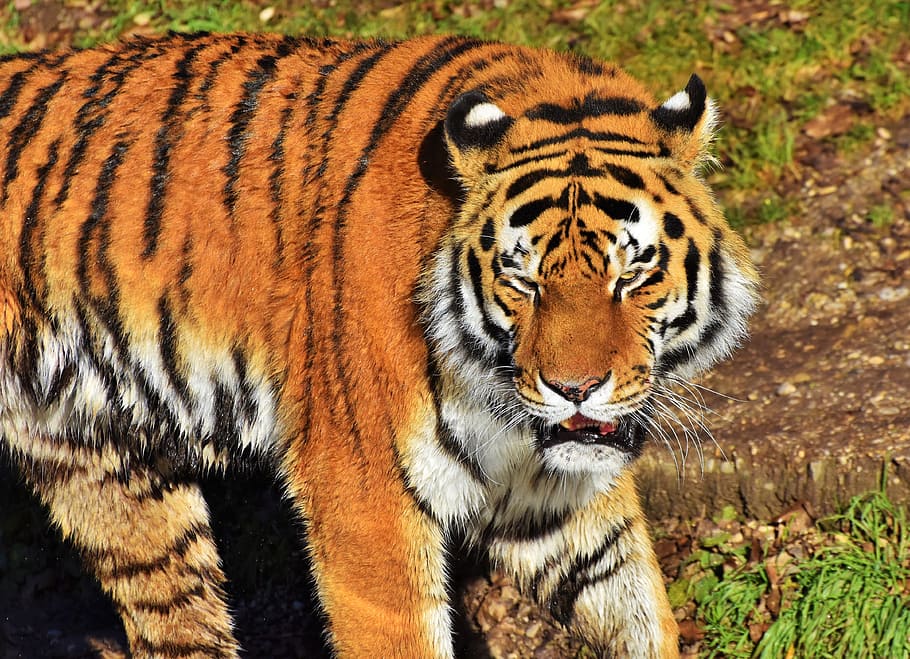 Bengal tiger on green grass, cat, predator, wildcat, big cat HD wallpaper