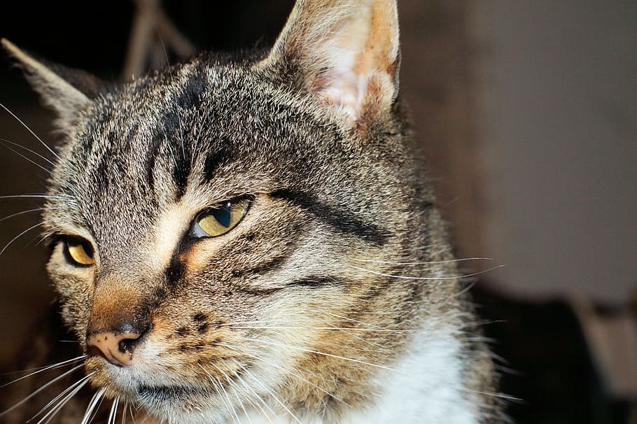 cat, portrait, close, face, expression, graceful, animal themes HD wallpaper