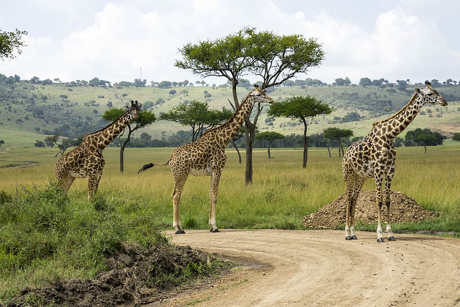 three giraffes near green grass field during daytime, three giraffe walking on brown soil HD wallpaper