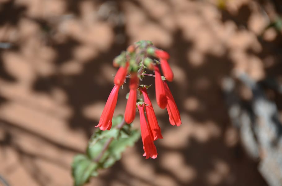 flower, red, desert, utah, arches national park, landscape HD wallpaper