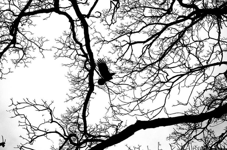 bird, flight, silhouette, effects, animals, nature, background HD wallpaper
