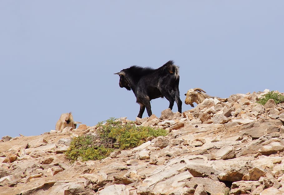 goat, mountains, nature, animal themes, mammal, solid, rock HD wallpaper