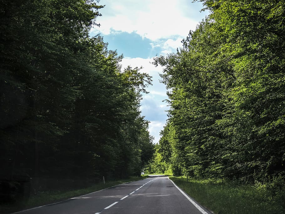 Way, Forest, Tree, green, the road in the forest, landscape HD wallpaper