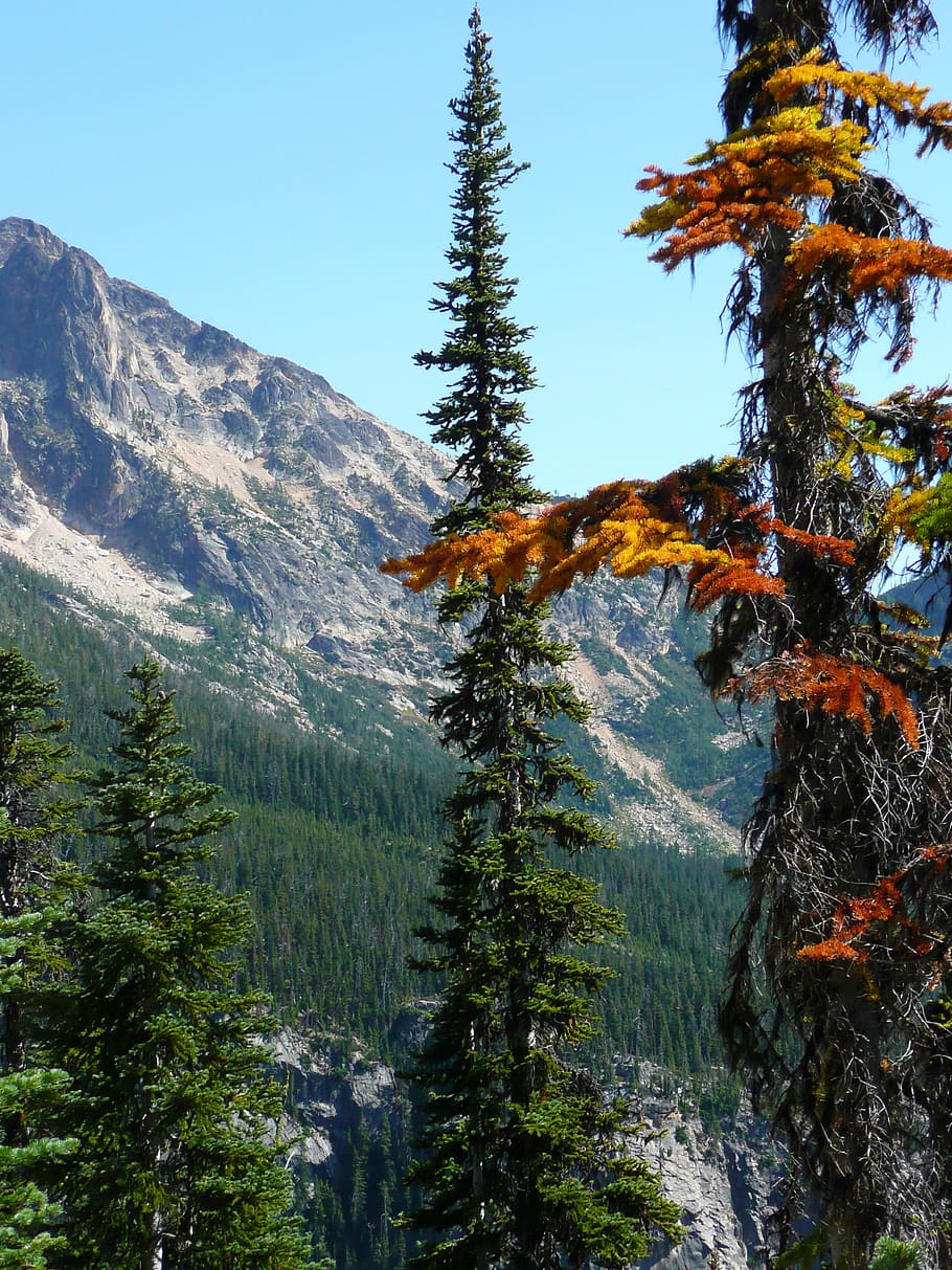 Mountain, Tree, Nature, Scenery, landscape, forest, green, scenic HD wallpaper