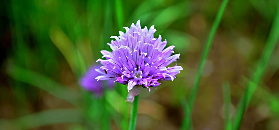 field bloom, meadow, flowering plant, beauty in nature, fragility HD wallpaper