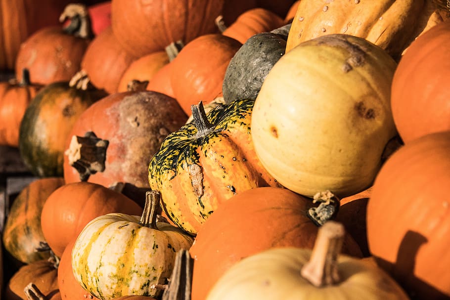 pumpkin, autumn, pumpkins, vegetables, farmer's market, gourd HD wallpaper