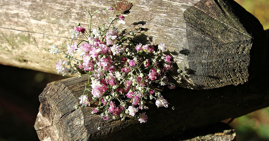 pink flower bouquet on top of brown tree log, bag gypsofilia seeds