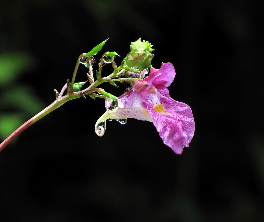 water main line, flowers, nature, trickle, plants, vulnerability, HD wallpaper