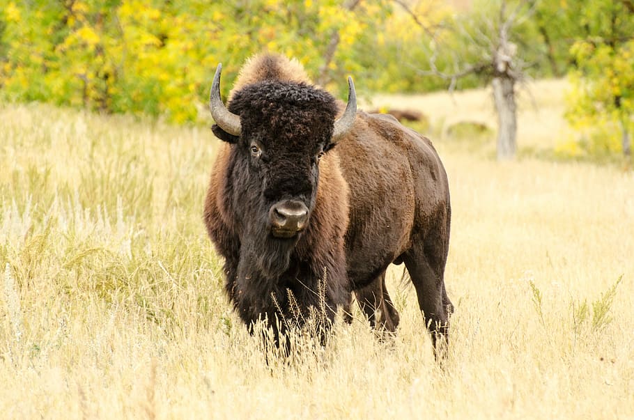 adult brown buffalo on grass field, buffalo head, animal, wildlife, HD wallpaper