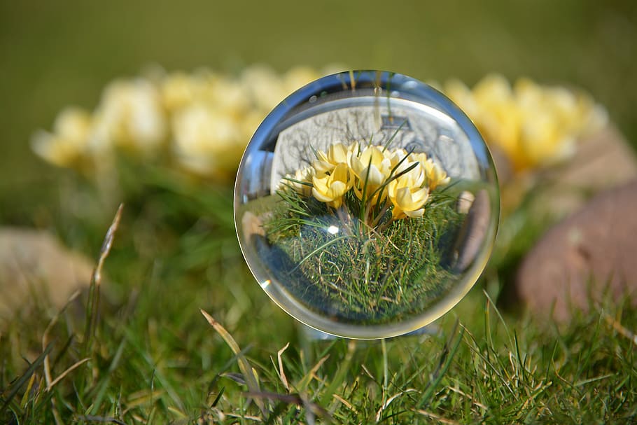 ball, spring, crocus, yellow, close, nature, grass, plant, green Color HD wallpaper