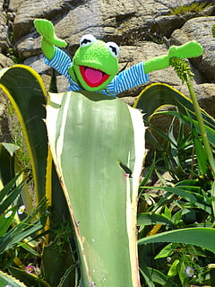 Kermit, Frog, Agave, Leaf, Doll, look forward, day, outdoors HD wallpaper