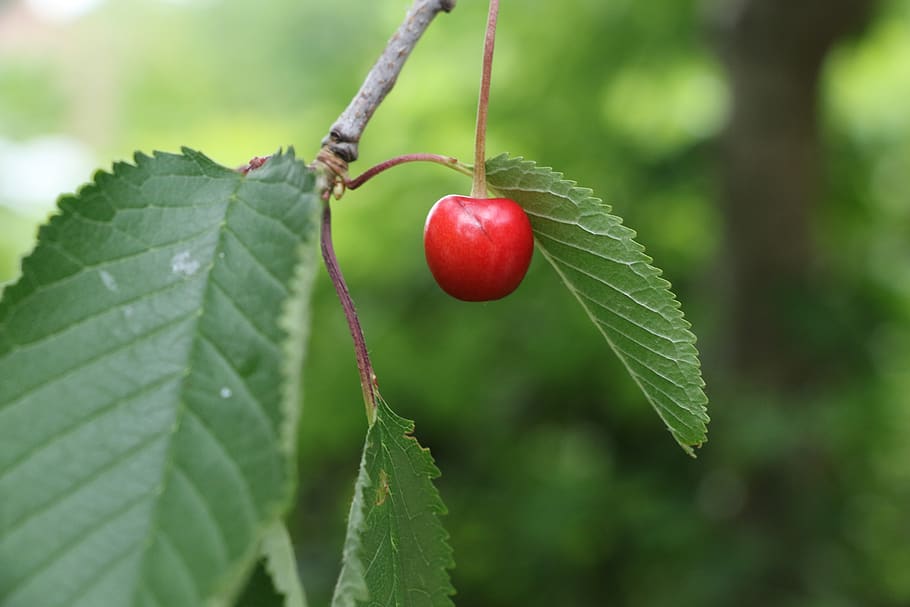 cherry, tree, nature, leaf, plant part, food and drink, fruit HD wallpaper
