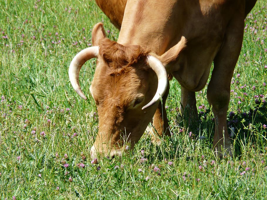 cow, graze, animal, creature, cattle, horns, domestic cattle, HD wallpaper