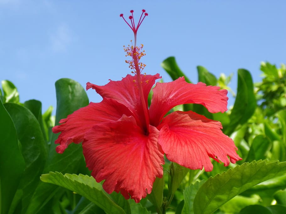Hibiscus, Bloom, Close, red, nature, flower, plant, green Color HD wallpaper