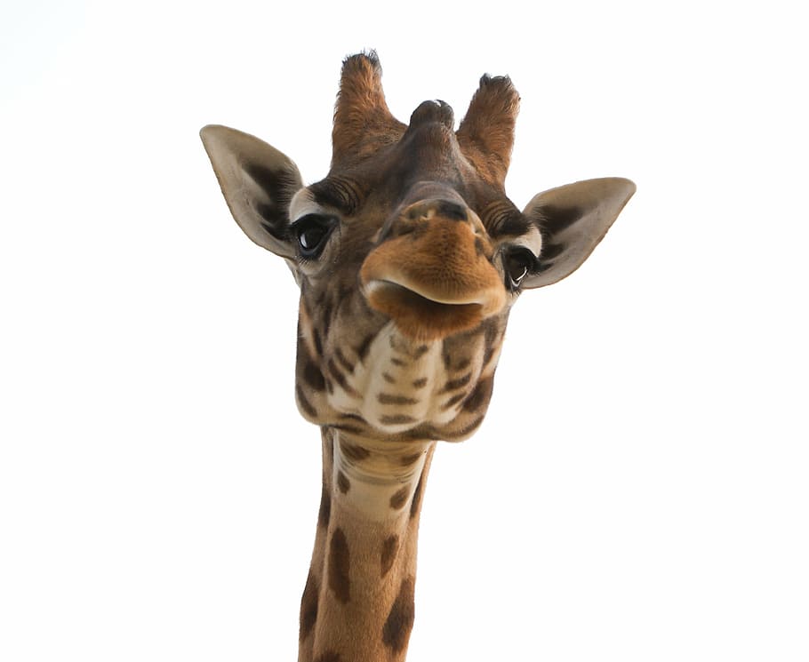 HD wallpaper: giraffe against white background, head, zoo, animal, neck,  africa | Wallpaper Flare