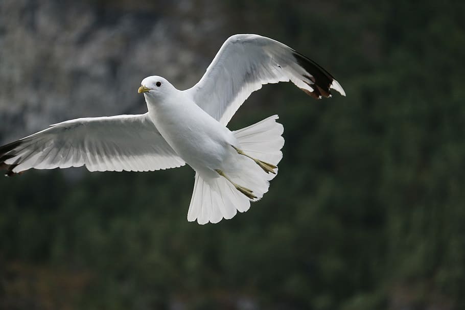 seagull, bird, flying, wings, animal themes, animals in the wild HD wallpaper