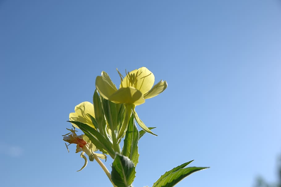 evening primrose, sky, flowers, flowering plant, beauty in nature HD wallpaper