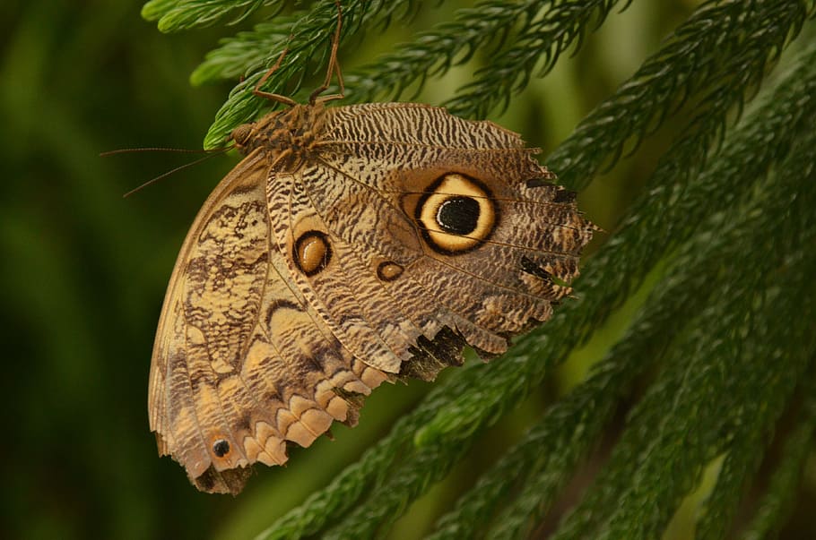 selective focus photography of owl butterfly perched on green pine tree leaf HD wallpaper