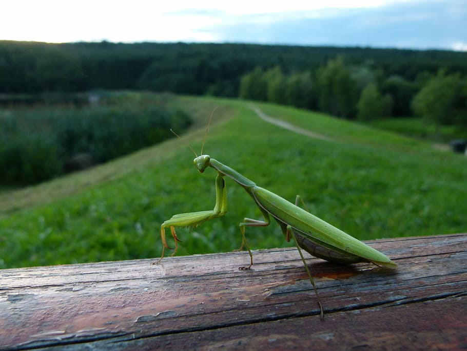 Mantis, Watching, Field, Twilight, félprofil, praying mantis HD wallpaper