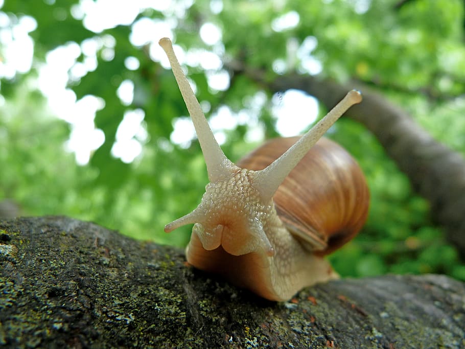 brown snail on branch of tree, snails, nature, from the front HD wallpaper