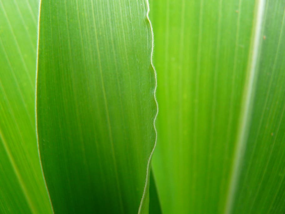 green leaf, Corn, Close, Macro, corn leaf, detail corn, cultivation HD wallpaper