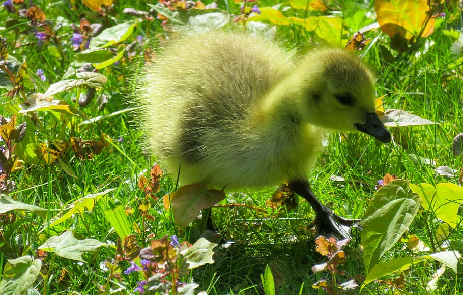 animals, chicks, goose, young goose, goslings, cute, grass HD wallpaper