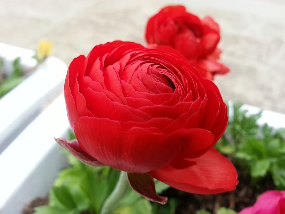 flowers, beautiful, rose, plant, vulnerability, fragility, flowering plant HD wallpaper