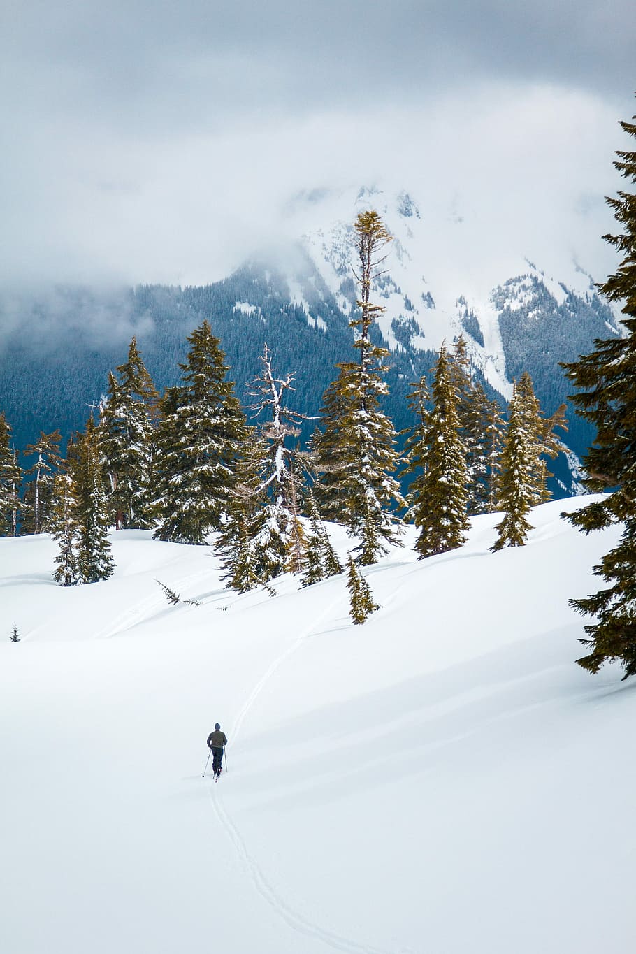 landscape photography of pine trees, person skiing near tall green pine trees HD wallpaper