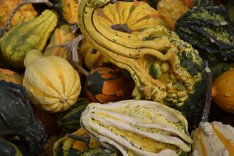 Pumpkins, Gourds, Autumn, Fall, food, vegetable, nature, thanksgiving HD wallpaper