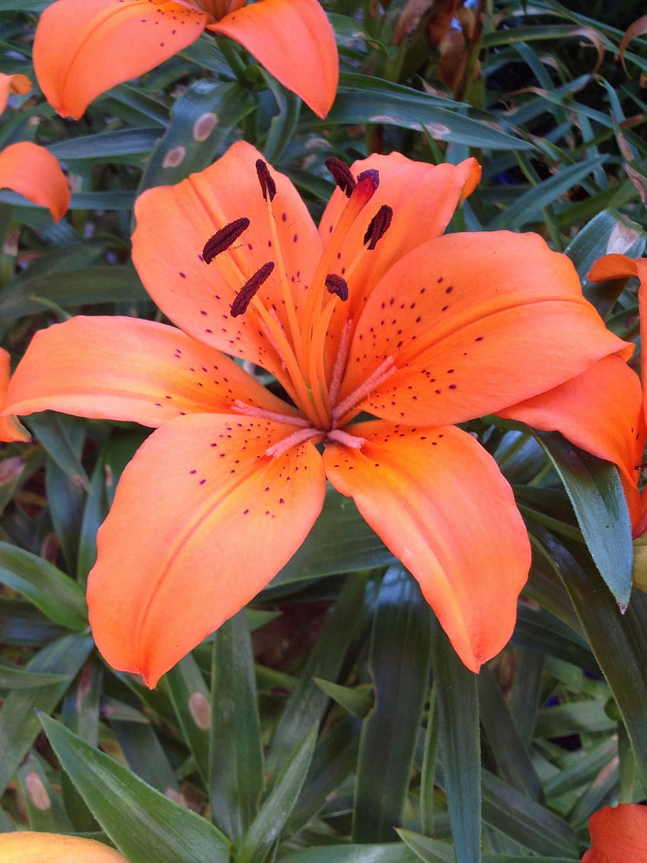 blossom, bloom, lily, spring, nature, plant, flower, petal HD wallpaper