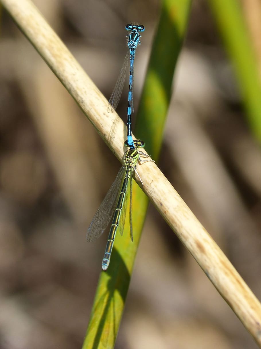 dragonflies, insect breeding, copulation, mating, winged insects HD wallpaper
