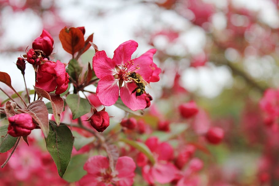 blossom, bloom, cherry, pink, bee, branch, spring, nature, pink Color HD wallpaper