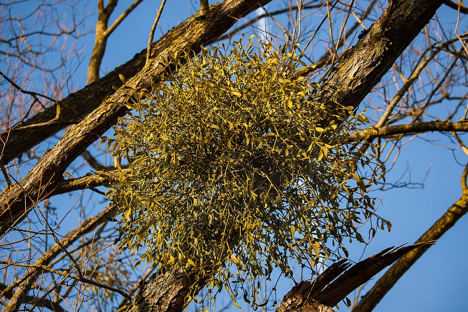 mistletoe, tree, tree plant, parasitic tree, winter, low angle view HD wallpaper