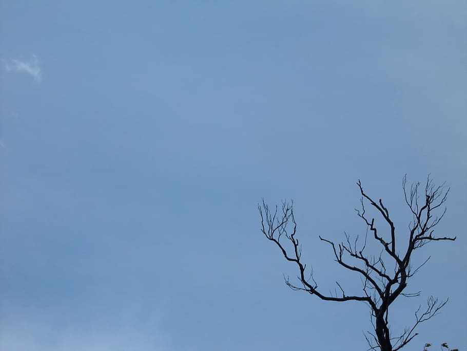 Old, Branch, Tree, Organic, Agriculture, branches, sky, clouds HD wallpaper