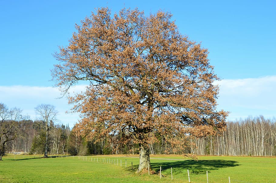 oak, winter, green, plant, tree, beauty in nature, sky, grass HD wallpaper