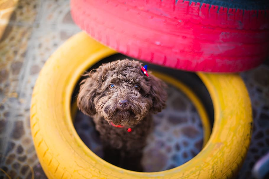 pets, teddy, tire, dog, animal, cute, one animal, animal themes HD wallpaper