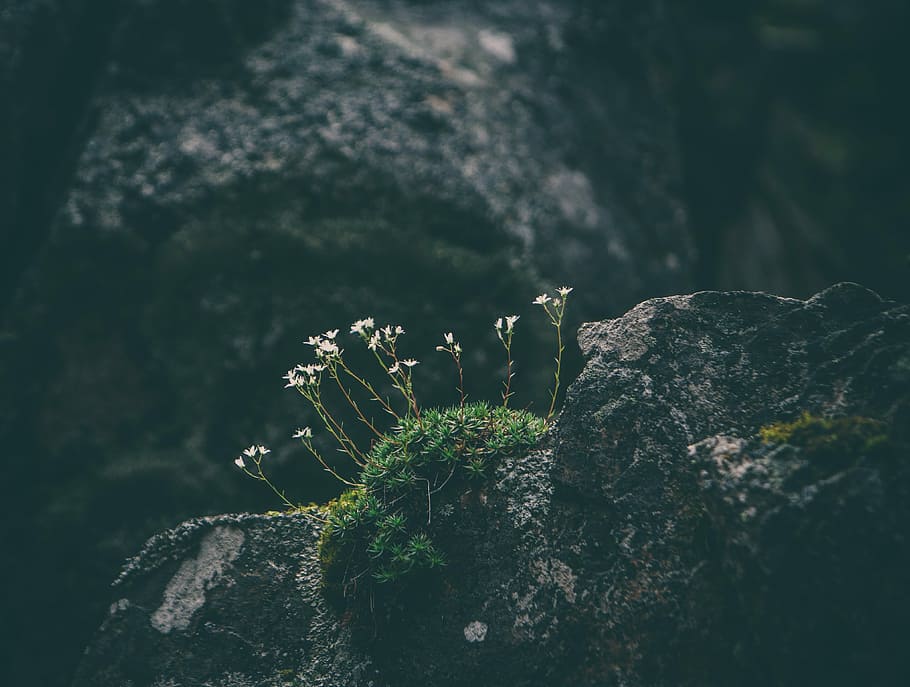 depth photography of white petaled flower on gray rock, white flowers on black rock HD wallpaper