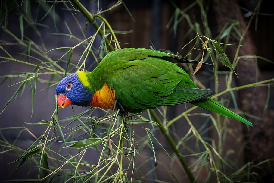 bird, animals, feather, parrot, green, plumage, animal themes HD wallpaper