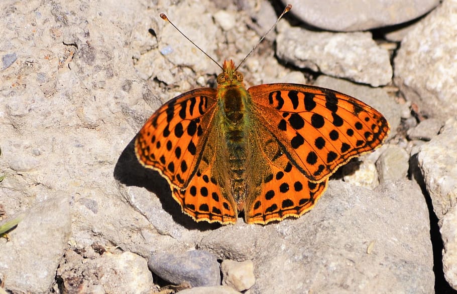 Butterfly, Pyrenees, Nature, animal themes, one animal, animals in the wild HD wallpaper