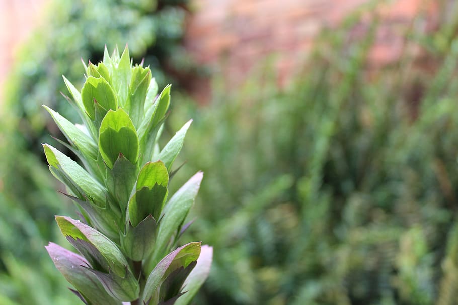 close, far, plant, growth, green color, leaf, plant part, focus on foreground HD wallpaper