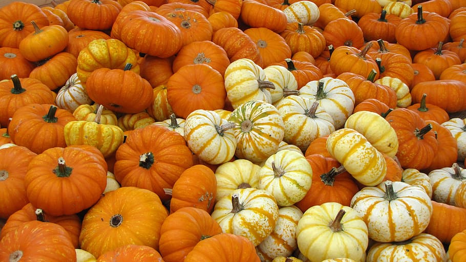 Autumn, Fall, Orange, october, decoration, pumpkin, halloween HD wallpaper