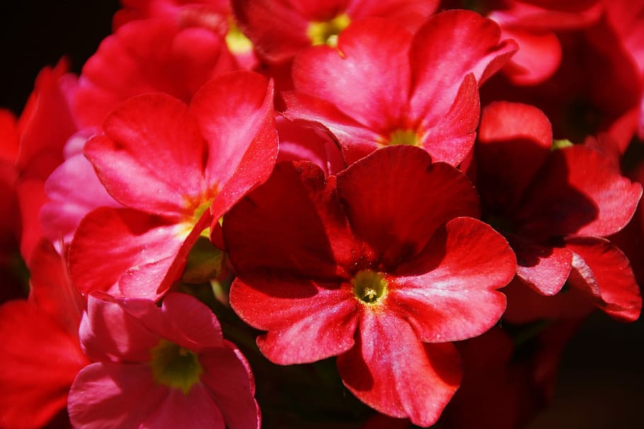 Flowers, red, primule, petal, flower head, plant, nature, flowering plant HD wallpaper