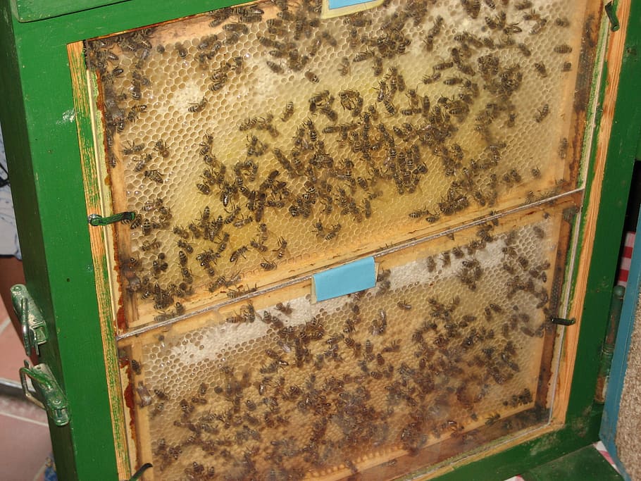 bees, beehive, combs, bee's nest, insect, honey, beekeeper HD wallpaper