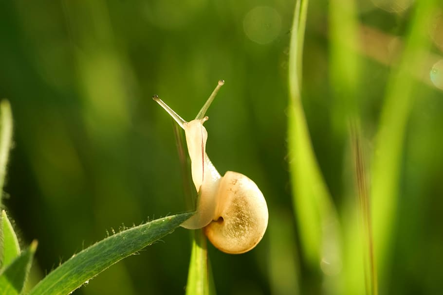 snail, meadow, spring, snails, macro, grass, fauna, closeup HD wallpaper