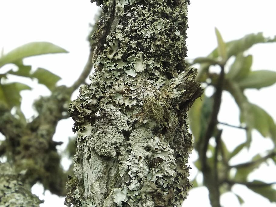 Wood, Flying, Trunks, Nature, Old, Tree, old tree, shell, branch HD wallpaper
