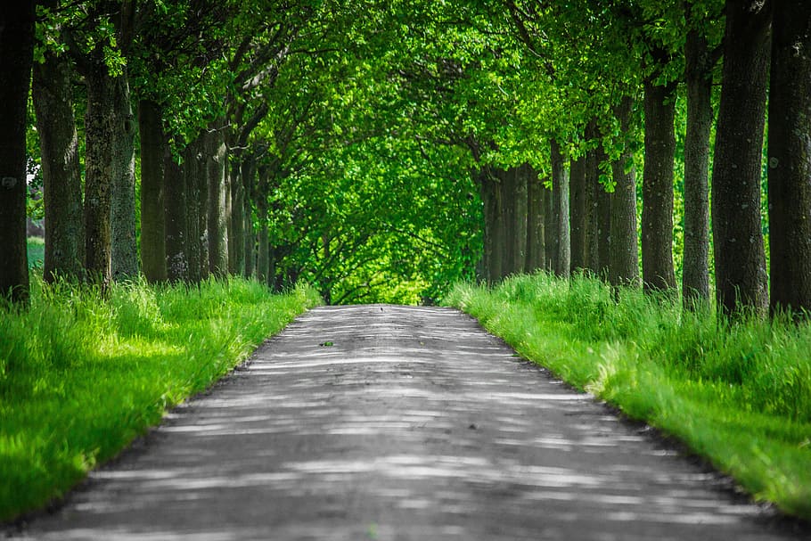 grey concrete road with trees, forest, away, nature, trail HD wallpaper